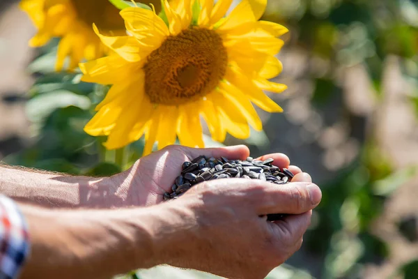 Чоловік-фермер тримає в руках насіння соняшнику. Вибірковий фокус . — стокове фото