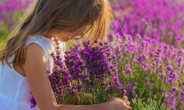 Lavanta tarlasında bir çocuk. Seçici odak.