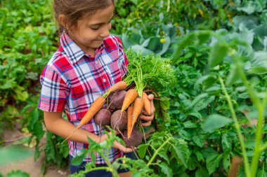 Çocuk bahçede elinde pancar ve havuç tutuyordu. Seçici odak.