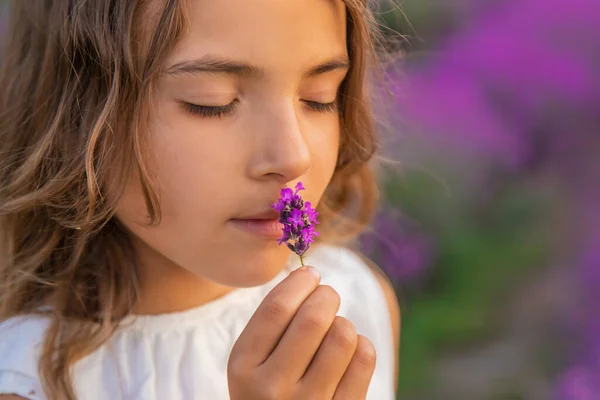 A child in a lavender field. Selective focus. — Stock Photo, Image