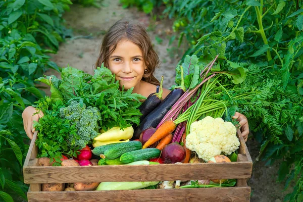 Çocuk bahçede sebzeleri elinde tutuyor. Seçici odak. — Stok fotoğraf