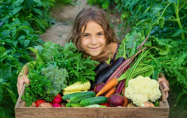 Anak itu memegang sayuran di tangannya di kebun. Fokus selektif. — Stok Foto