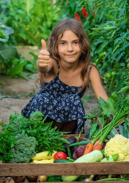 Barnet håller grönsaker i händerna i trädgården. Selektiv inriktning. — Stockfoto
