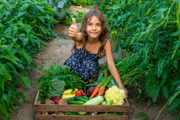 A criança segura vegetais em suas mãos no jardim. Foco seletivo. — Fotografia de Stock