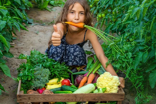 A gyerek zöldségeket tart a kezében a kertben. Szelektív fókusz. — Stock Fotó