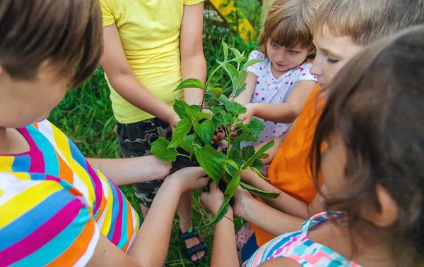 Anak-anak menonton tanaman pohon, memegang tangan mereka. Fokus selektif. — Stok Foto