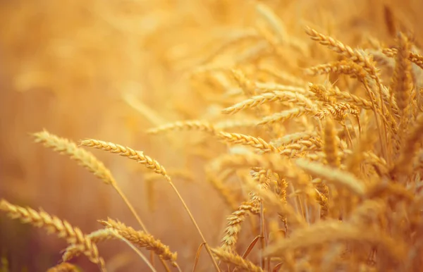 Un campo de trigo. Enfoque selectivo. naturaleza . —  Fotos de Stock