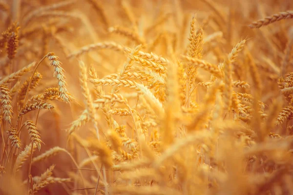 Un campo de trigo. Enfoque selectivo. naturaleza . —  Fotos de Stock