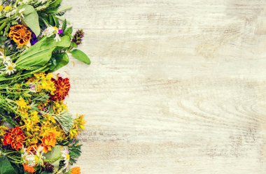 Bir harç otlar. Şifalı bitkiler. Seçici odak.