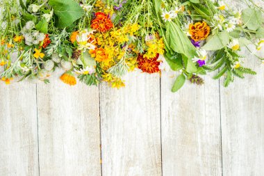 Bir harç otlar. Şifalı bitkiler. Seçici odak.