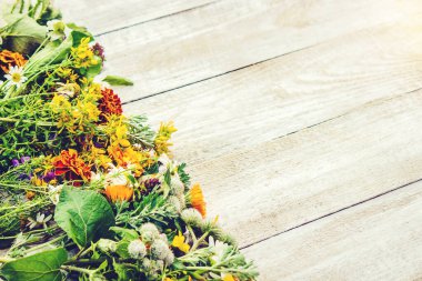 Bir harç otlar. Şifalı bitkiler. Seçici odak.