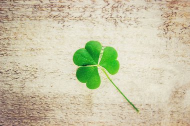 Yonca yaprağı. Mutlu St Patricks Günü. Seçici odak.