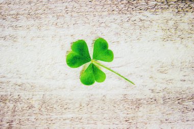 Yonca yaprağı. Mutlu St Patricks Günü. Seçici odak.