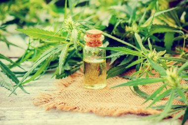 Tedavi için kenevir ve yapraklar et suyu, tentür, özü, yağ. Seçici odak.