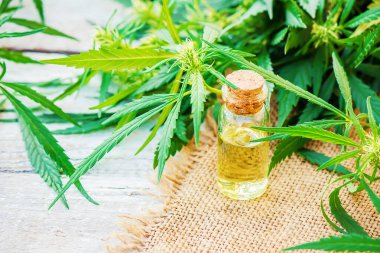 Tedavi için kenevir ve yapraklar et suyu, tentür, özü, yağ. Seçici odak.