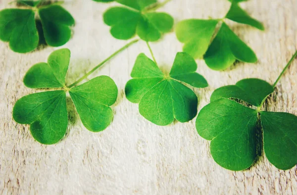 Foglia di trifoglio. Buon San Patrizio. Focus selettivo . — Foto Stock