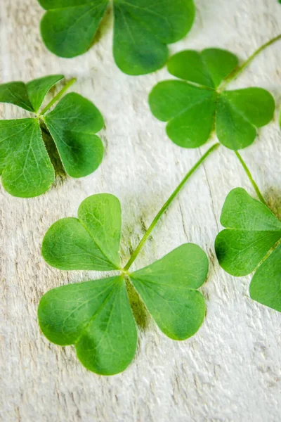 Yonca yaprağı. Mutlu St Patricks Günü. Seçici odak. — Stok fotoğraf