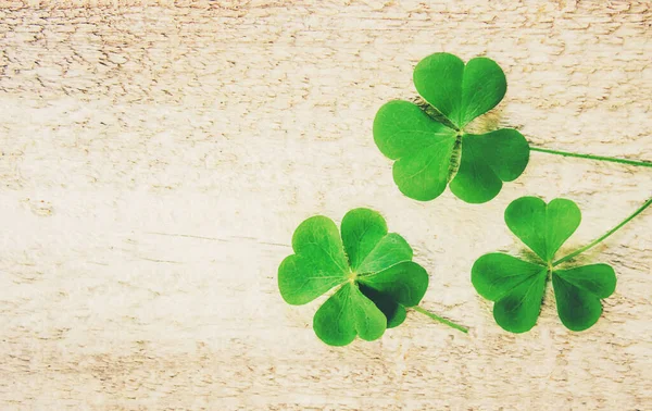 Foglia di trifoglio. Buon San Patrizio. Focus selettivo . — Foto Stock