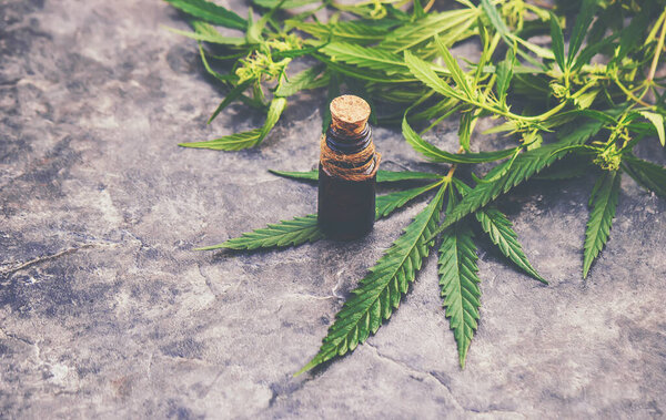 Cannabis herb and leaves for treatment broth, tincture, extract, oil. Selective focus.