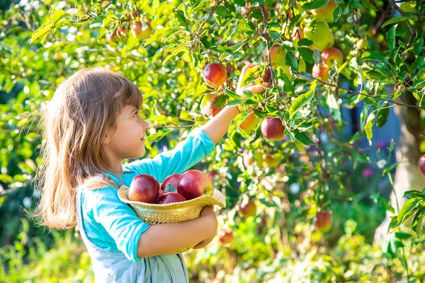 Дитина Дитиною Яблуком Вибірковий Фокус Садова Їжа — стокове фото