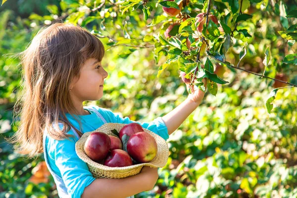 Дитина Дитиною Яблуком Вибірковий Фокус Садова Їжа — стокове фото