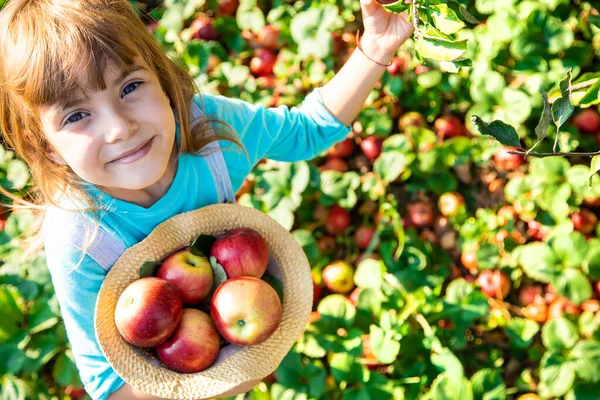 Çocuk Çocuk Bir Elma Ile Seçici Odak Bahçe Gıda — Stok fotoğraf