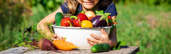 Παιδί Λαχανικά Στον Κήπο Επιλεκτική Εστίαση Τρόφιμα — Φωτογραφία Αρχείου