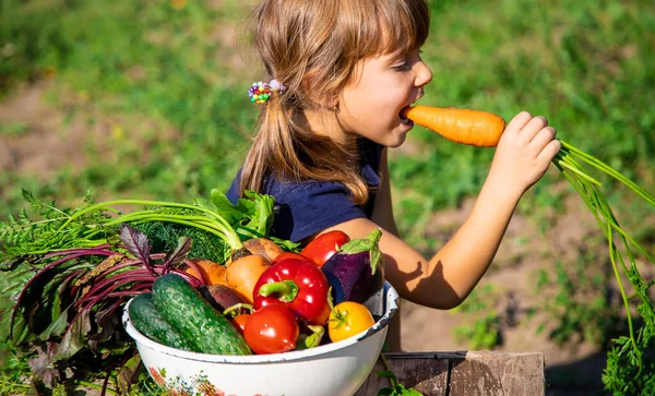 Criança Com Legumes Jardim Foco Seletivo Alimentos — Fotografia de Stock