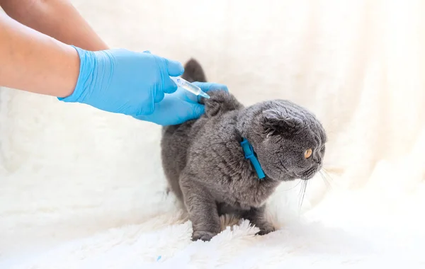 Vaccination Vétérinaire Des Chats Concentration Sélective Animal — Photo