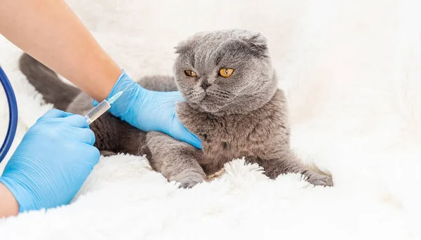 Vaccination Vétérinaire Des Chats Concentration Sélective Animal — Photo
