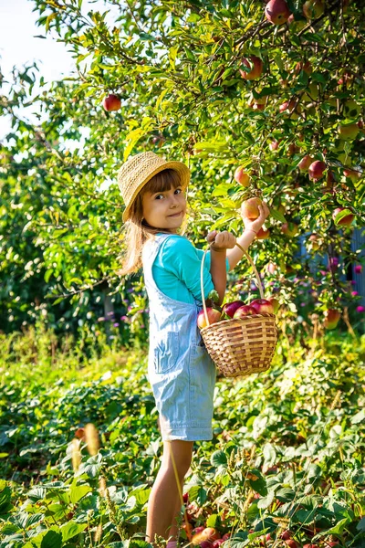Criança Com Criança Com Uma Maçã Foco Seletivo Comida Jardim — Fotografia de Stock