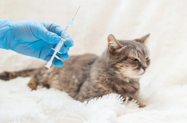 Veterinarian vaccination of cats. Selective focus. animal.