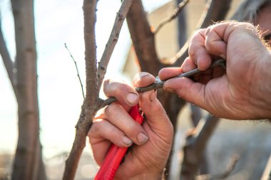 Erkek bahçıvan ağaç naklediyor. Seçici odaklanma. Doğa.