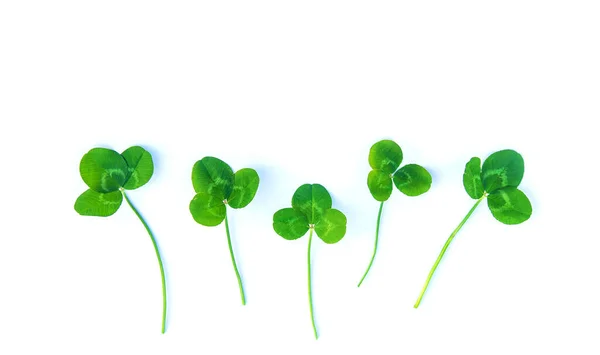 Klaverblad Geïsoleerd Witte Achtergrond Sint Patrick Dag Selectieve Focus Natuur — Stockfoto