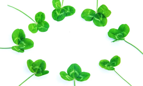 Klaverblad Geïsoleerd Witte Achtergrond Sint Patrick Dag Selectieve Focus Natuur — Stockfoto