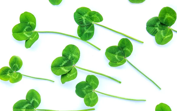 Klaverblad Geïsoleerd Witte Achtergrond Sint Patrick Dag Selectieve Focus Natuur — Stockfoto