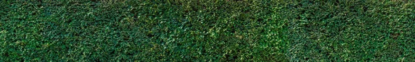 Arbusto Vedação Verde Natural Foco Seletivo Natureza — Fotografia de Stock