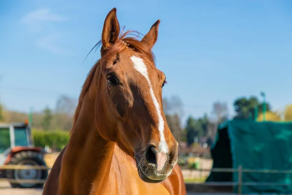 Horse farm beautiful horses on the farm. selective focus. Nature.