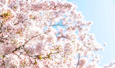 Baharda güzel çiçek açan ağaçlar. Seçici odaklanma. Doğa.
