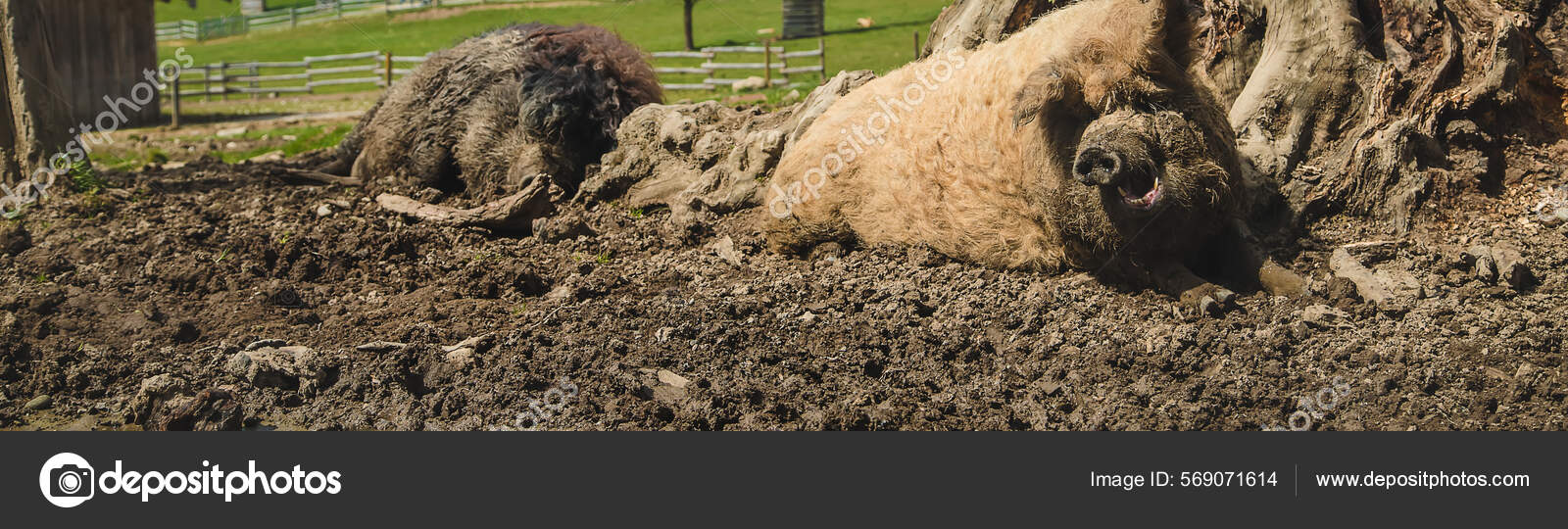 Wild Boars Mud Farm Selective Focus Animal: fotografía de stock © yana