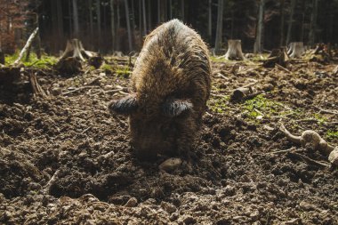 Çiftlikteki çamurda yaban domuzları. Seçici odaklanma. hayvan.