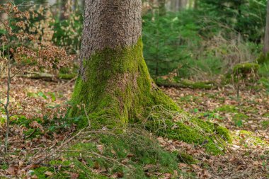 Ormandaki ağaçlarda yosun var. Seçici odaklanma. Doğa.