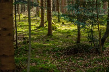 Ormandaki ağaçlarda yosun var. Seçici odaklanma. Doğa.