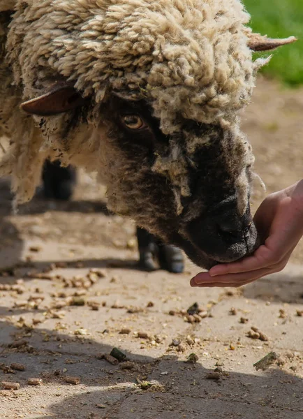Criança Alimenta Ovelhas Foco Seletivo Animal — Fotografia de Stock