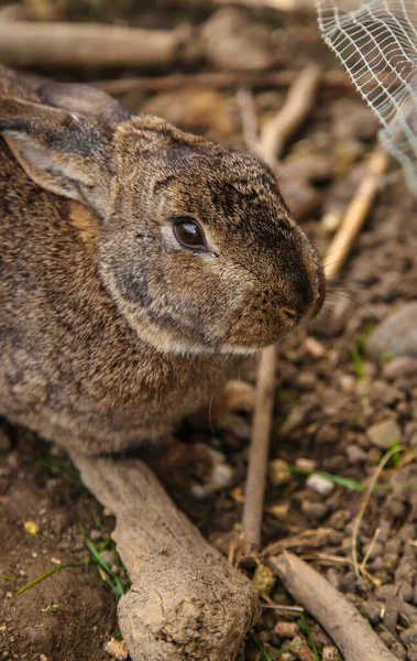 Rabbit Cage Farm Selective Focus Animal — Stock Photo, Image