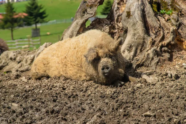 Wild Boars Mud Farm Selective Focus Animal —  Fotos de Stock