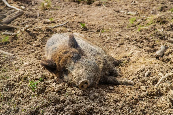 Wild Boars Mud Farm Selective Focus Animal — Foto Stock