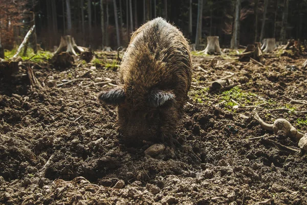 Çiftlikteki çamurda yaban domuzları. Seçici odaklanma. hayvan.