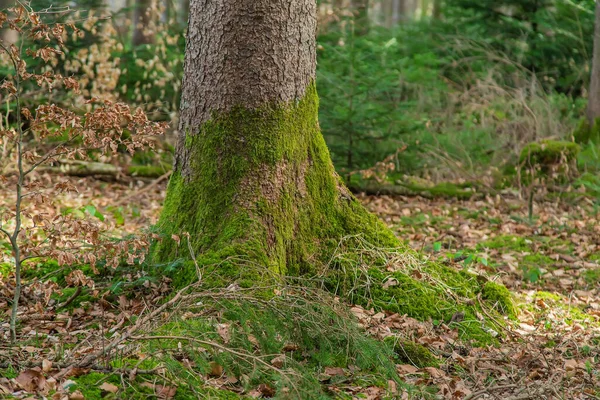 Ormandaki ağaçlarda yosun var. Seçici odaklanma. Doğa.