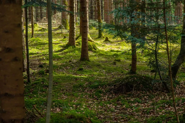 Ormandaki ağaçlarda yosun var. Seçici odaklanma. Doğa.
